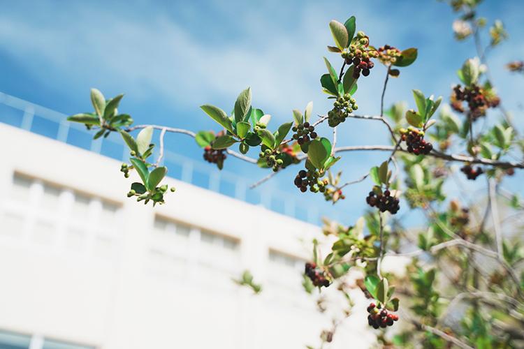 季節の果実を使ったジャムづくり体験