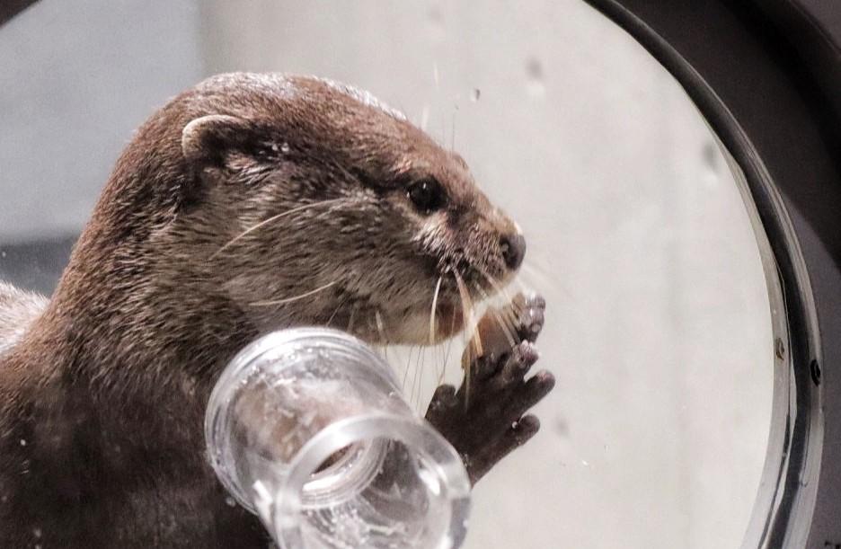 カワウソ握手会